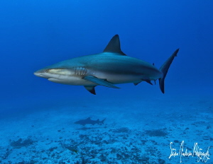 Always sharks on the shallow reefs of the Bahamas. These ... by Steven Anderson 